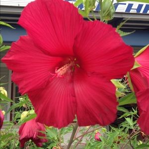 Meet your Posher, Pipa